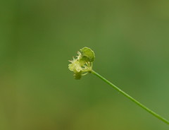 Hydrocotyle geraniifolia