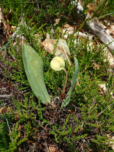 Erythronium dens-canis, photograph 5