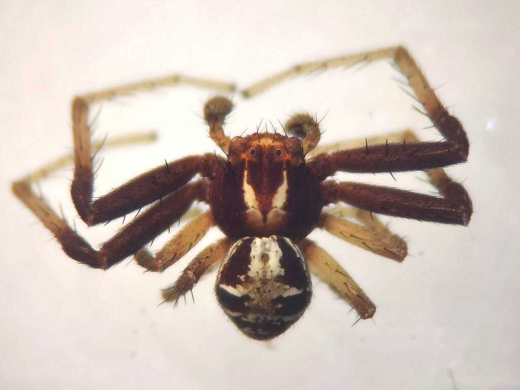Xysticus tortuosus