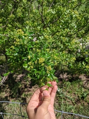 Zanthoxylum hirsutum