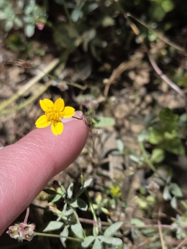 Lasthenia californica