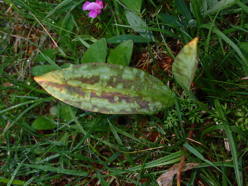 Erythronium dens-canis, photograph 4