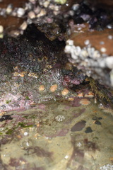 Anthothoe albocincta