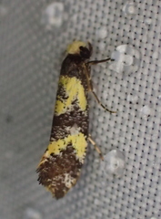 Monopis chrysogramma