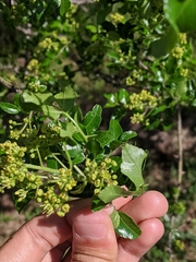 Zanthoxylum hirsutum