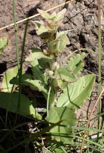 Ajuga ophrydis, photograph 2