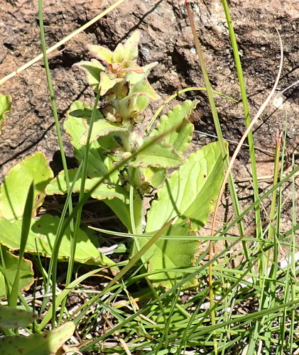 Ajuga ophrydis