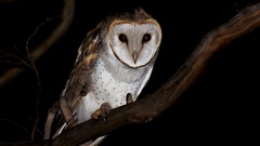 Tyto alba delicatula