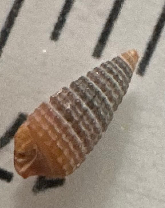Black-line Triphora