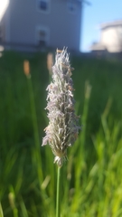 Alopecurus pratensis