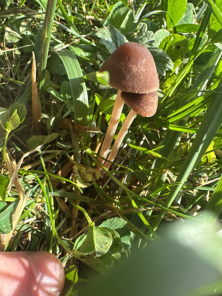 red edge brittlestem · May 2026 · photo: Photo: (c) Link Elmore, some rights reserved (CC BY) · iNaturalist