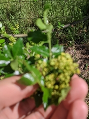 Zanthoxylum hirsutum