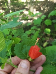 Malvaviscus arboreus drummondii