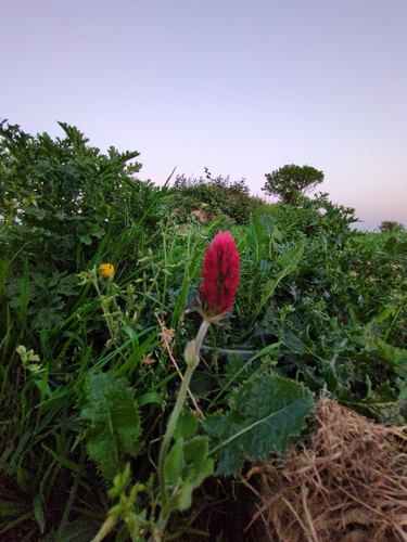 crimson clover
