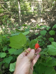 Malvaviscus arboreus drummondii