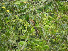 Piaya cayana nigricrissa