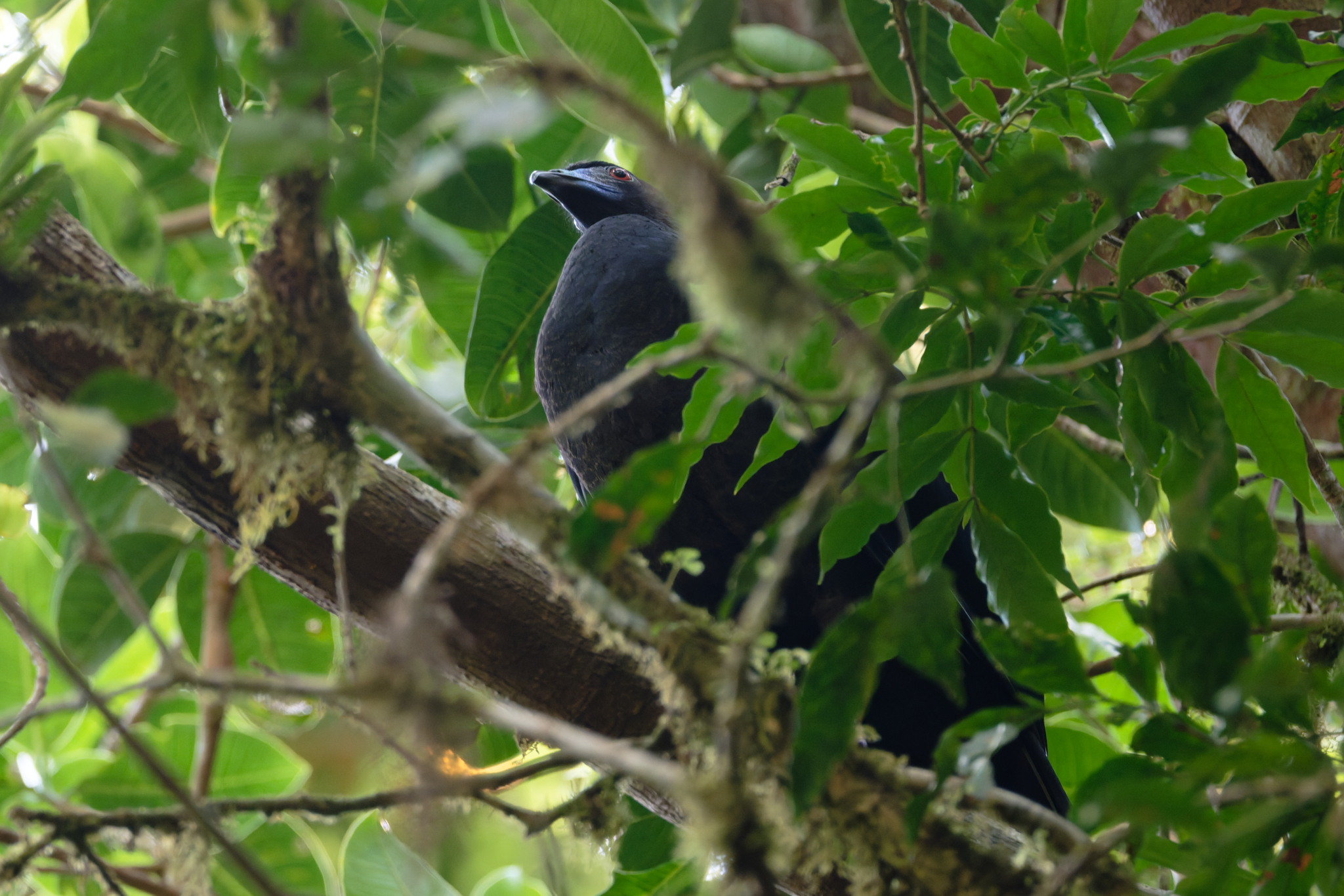Black Guan (Chamaepetes unicolor), photo 8