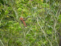 Piaya cayana nigricrissa
