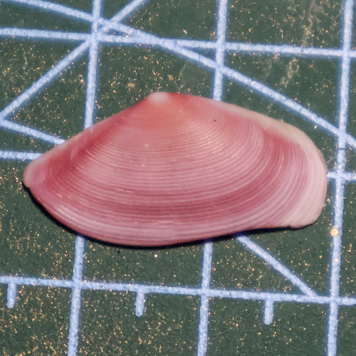 Eurytellina rubescens, 2026-05-23