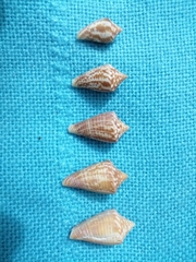 Conus cingulatus