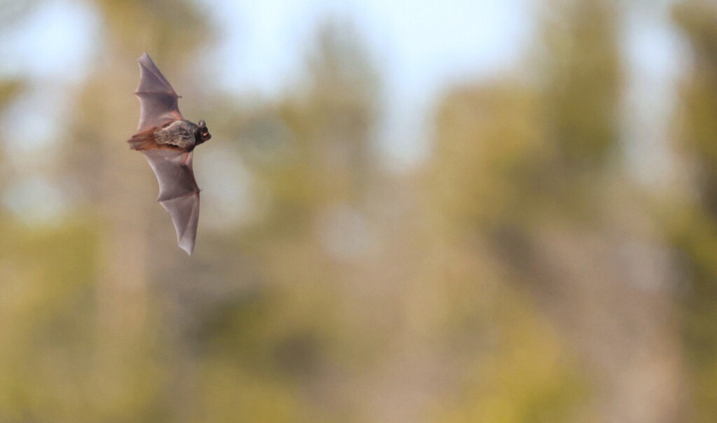 Silver-haired bat