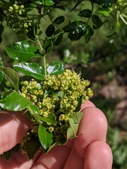 Zanthoxylum hirsutum