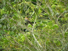 Piaya cayana nigricrissa