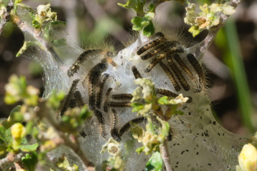 iNaturalist observation photo of Western Tent Caterpillar Moth