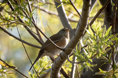 Microspingus cabanisi