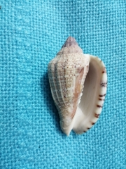 Voluta virescens