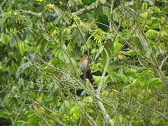 Piaya cayana nigricrissa