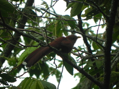 Piaya cayana nigricrissa