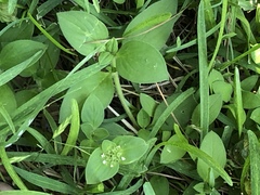 Magnoliopsida