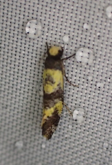 Monopis chrysogramma