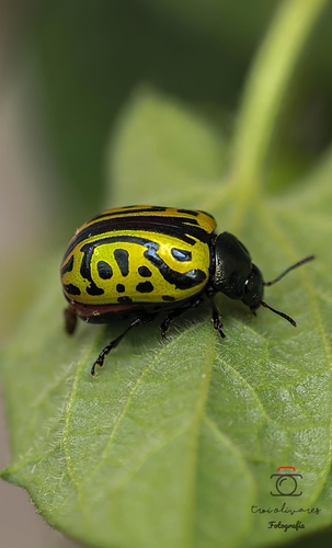 Calligrapha mexicana