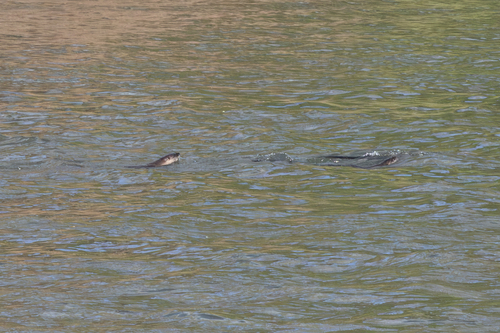North American River Otter photographed in New York