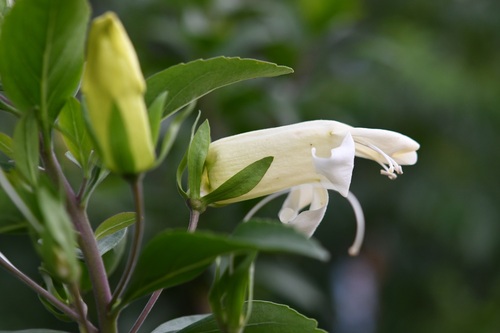 Eremogeton grandiflorus