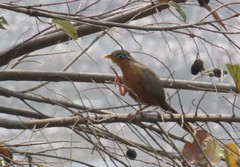 Morococcyx erythropygus