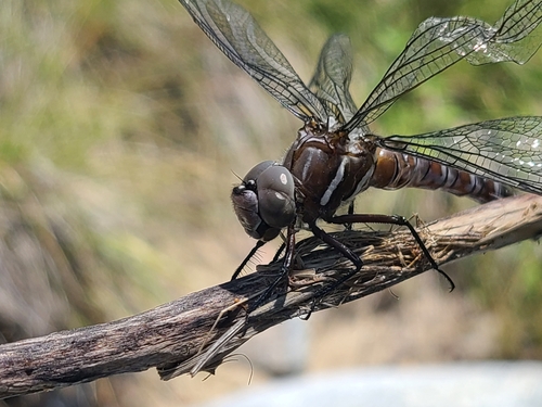 Walker's Darner photo 5