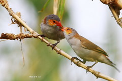 Orange-Cheeked Waxbill photo 2