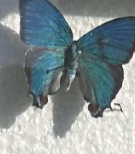 Regal Hairstreak (Evenus regalis)