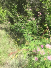 Mimosa borealis