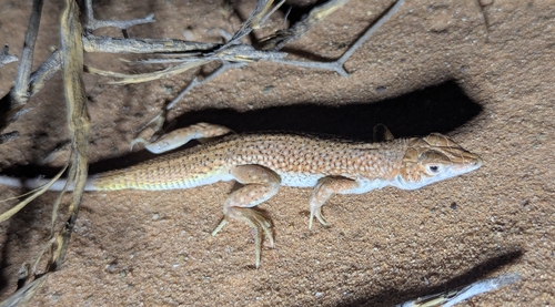 Duméril's Fringe-fingered Lizard