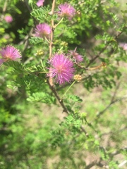 Mimosa borealis