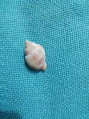 Cancellaria reticulata