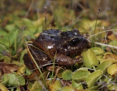 Eupsophus emiliopugini