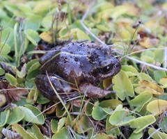 Eupsophus emiliopugini