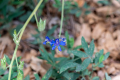 Delphinium scaposum