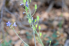 Delphinium scaposum, photograph author not stated, no rights reserved