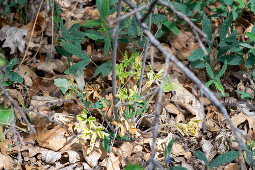 Delphinium scaposum, photograph 2